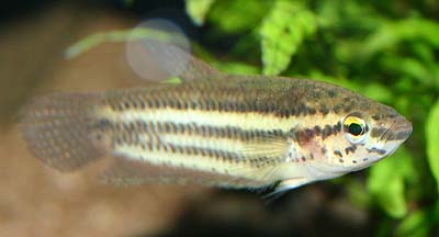 Betta chloropharynx